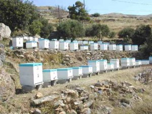 apiculture-en-grece